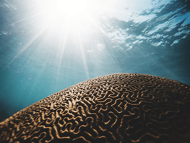 Healthy-Brain-and-Wellbeing-Certificate